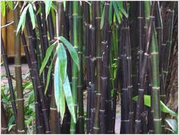 Bamboo Timor Black 7G [Bambusa lako]